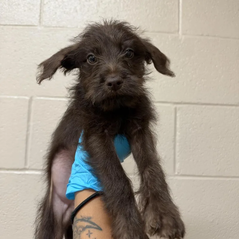 A baby small-sized male Brown / Chocolate Wirehaired Terrier dog named Moose for adoption in Birmingham, AL