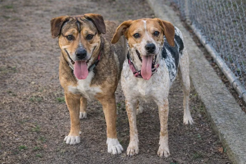 A young medium-sized male Beagle dog named Apollo for adoption in tampa, FL