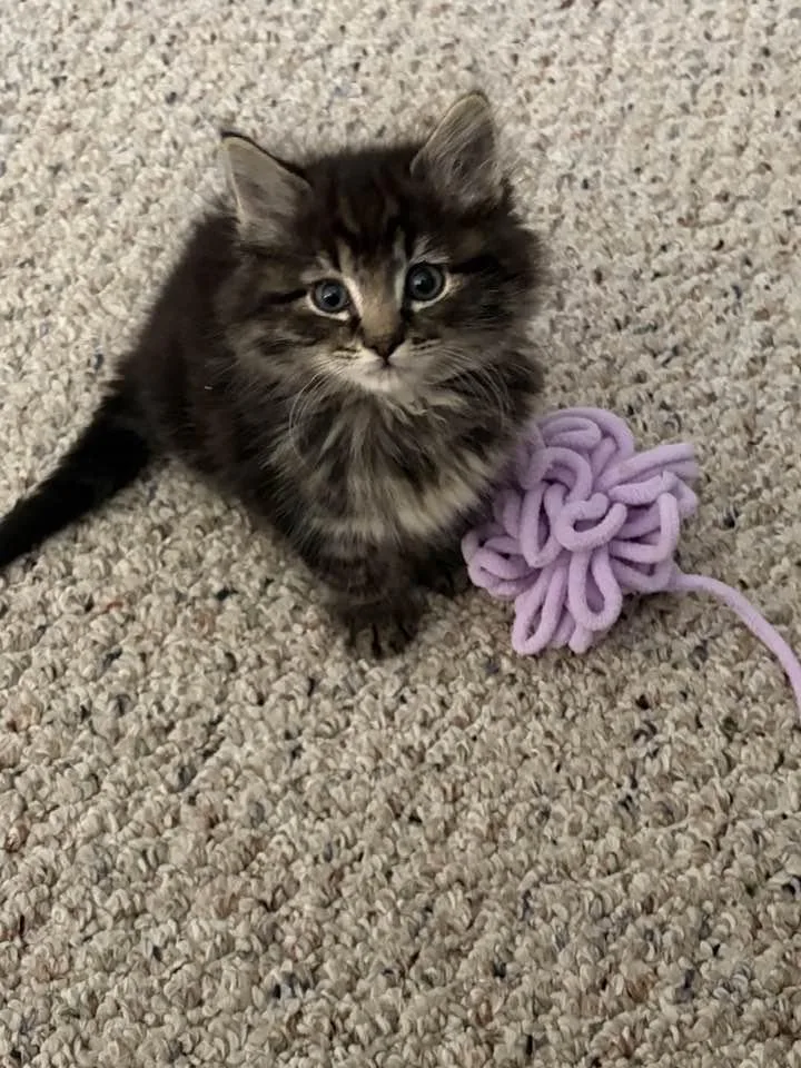 A baby medium-sized male Tabby (Brown / Chocolate) Domestic Long Hair cat named Ringo for adoption in Bordentown, NJ