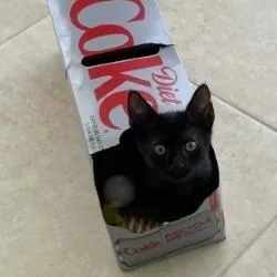 A baby small-sized female Black Domestic Short Hair cat named Shirley for adoption in Concord, NH