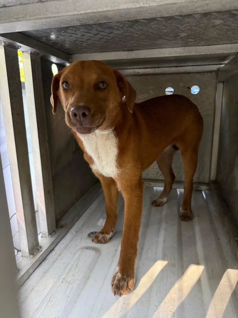 A young medium-sized female Mixed Breed dog named Herring for adoption in Effingham, SC