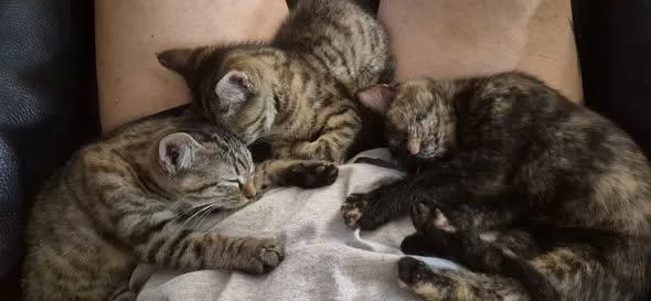 A young medium-sized female Domestic Short Hair cat named Tigress for adoption in Valley City, ND