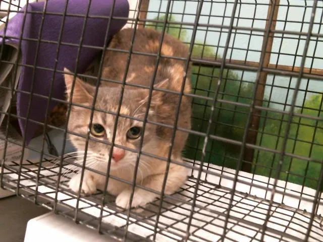 A young medium-sized female Domestic Short Hair cat named Tatiana for adoption in Houston, TX