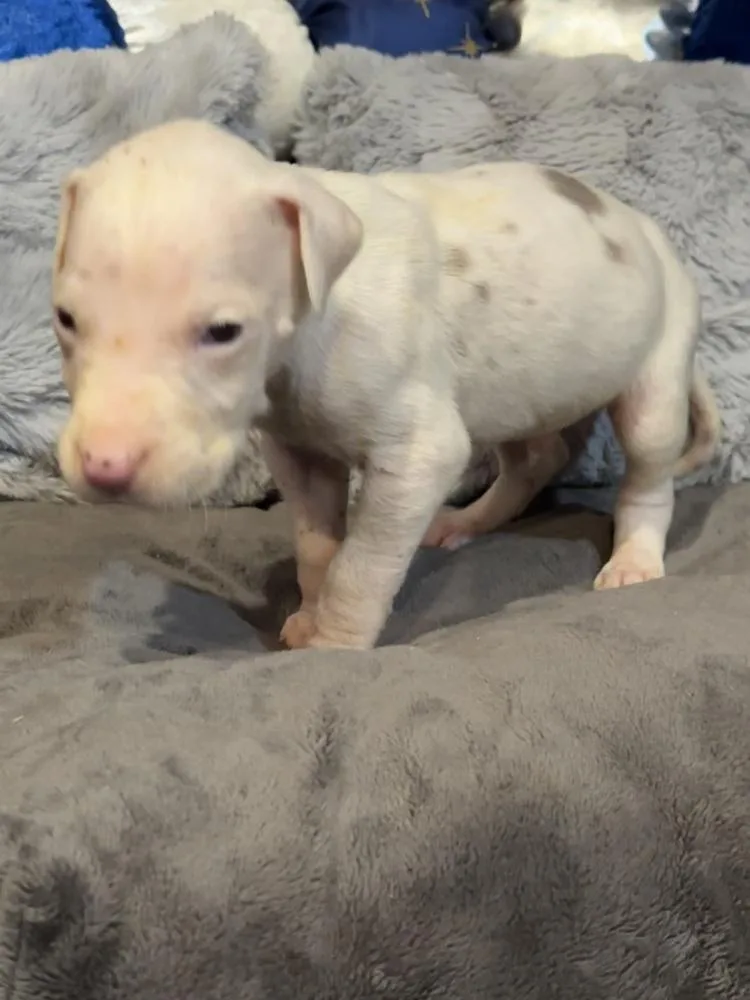 A baby large-sized male Tricolor (Brown, Black, & White) Great Dane dog named Cosmo for adoption in Milton, GA