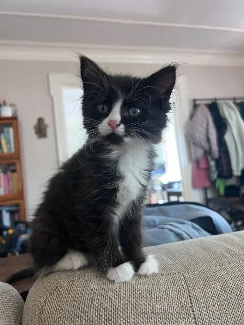 Artemis