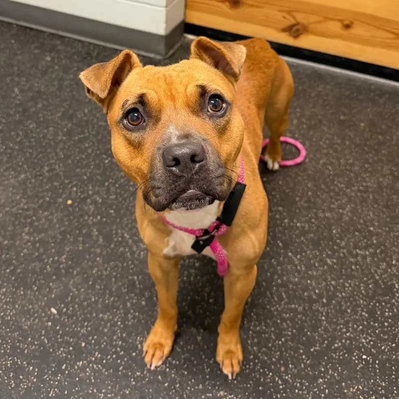 A young medium-sized female Brown / Chocolate Pit Bull Terrier dog named Ruth for adoption in Dayton, OH
