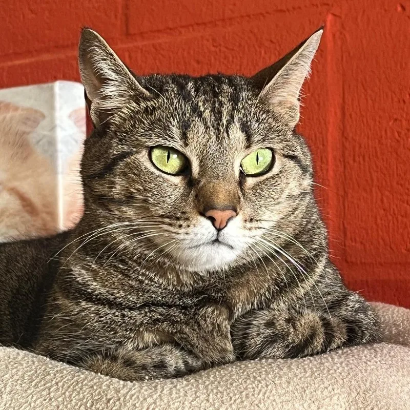 Blueberry thumbnail 2