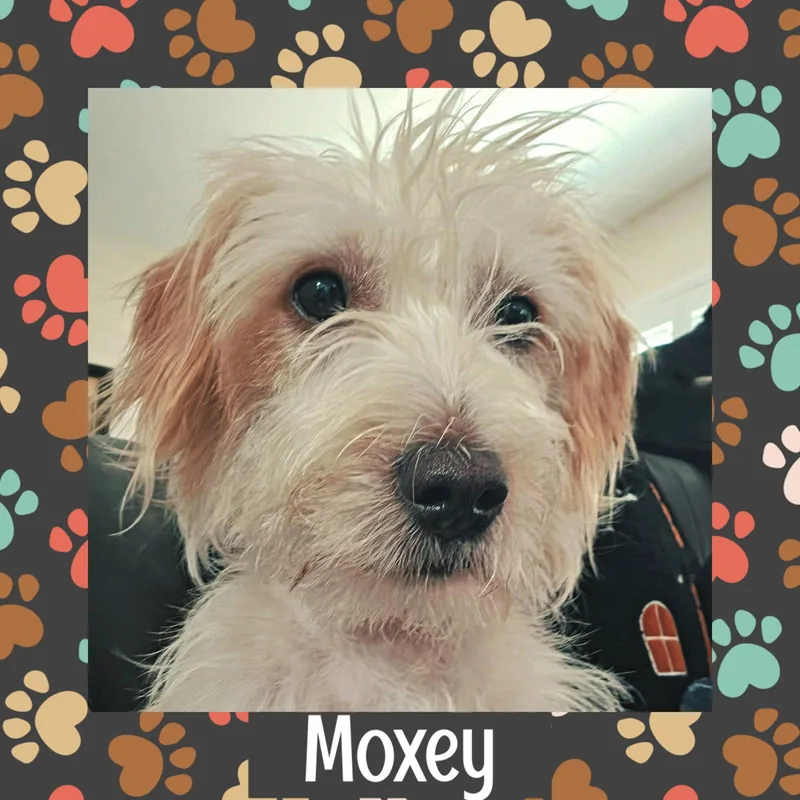 Moxey thumbnail 2