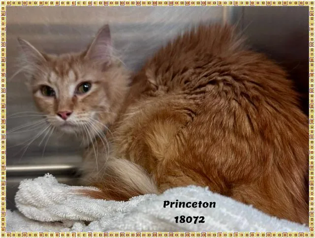 A baby medium-sized male Tabby (Orange / Red) Domestic Medium Hair cat named Princeton for adoption in Marietta, GA