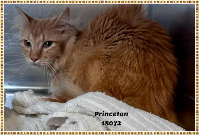 Princeton thumbnail 2