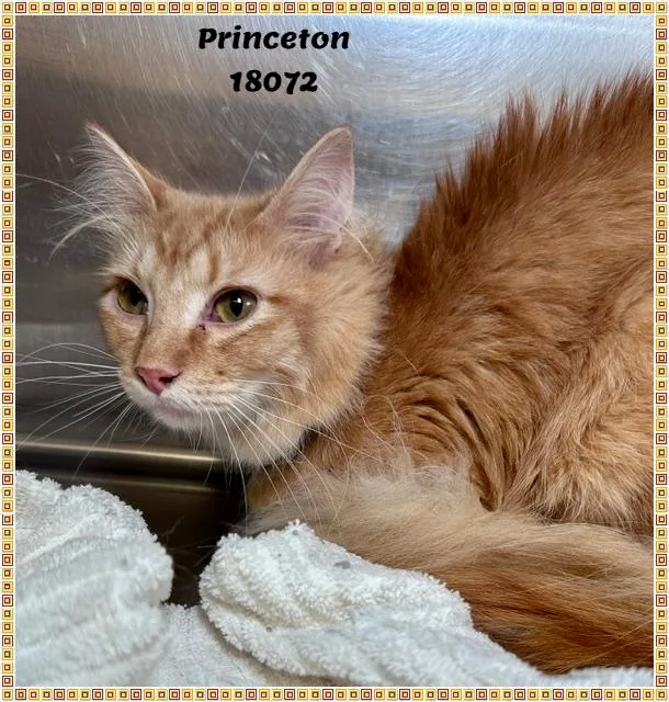 Princeton thumbnail 3