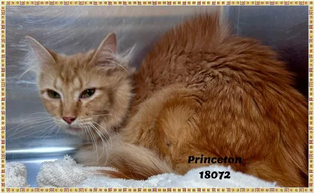 Princeton thumbnail 4