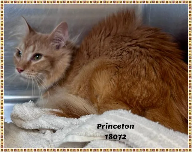 Princeton thumbnail 5