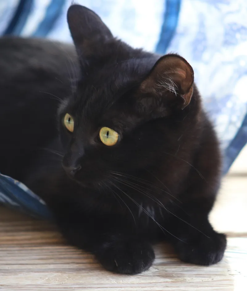 Gomez  Csc thumbnail 2