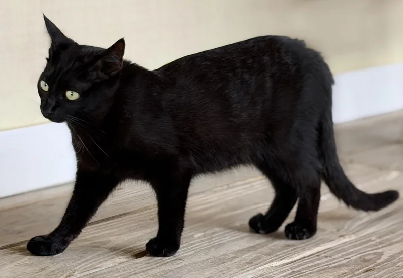 Gomez  Csc thumbnail 3