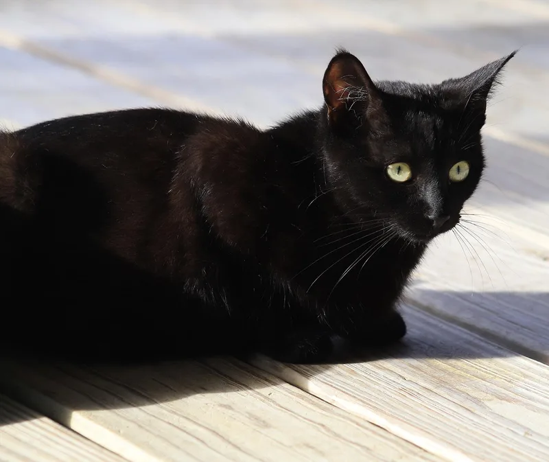 Gomez  Csc thumbnail 4