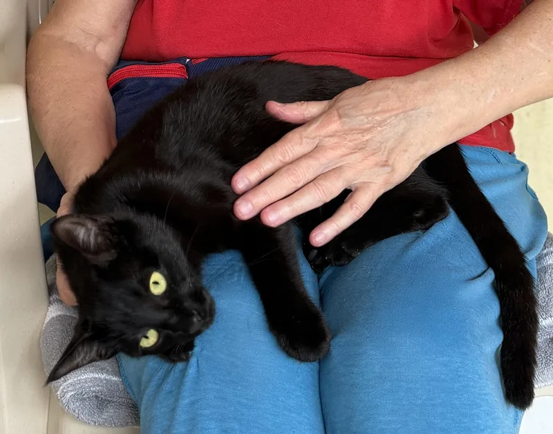 Gomez  Csc thumbnail 5