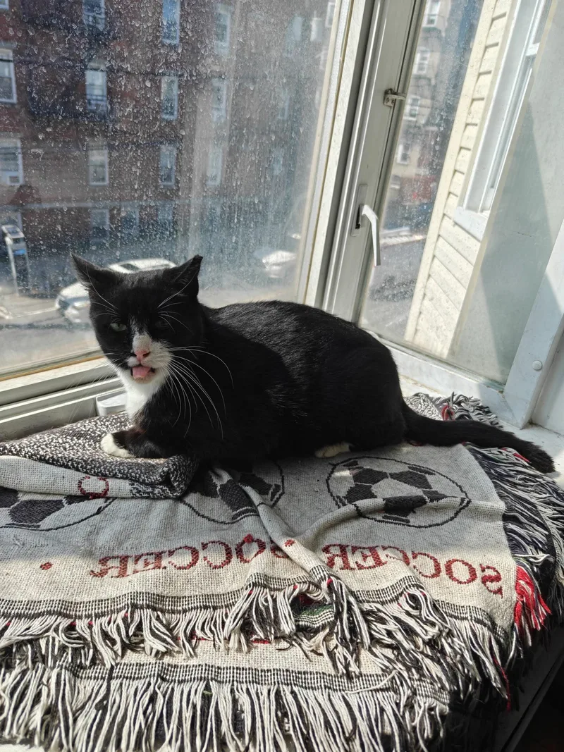 An adult medium-sized female Black & White / Tuxedo Domestic Short Hair cat named Chopstick for adoption in Jersey City, NJ