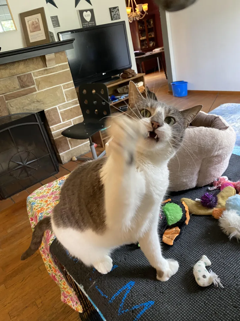 An adult medium-sized female Domestic Short Hair cat named Tuna for adoption in New Kensington, PA