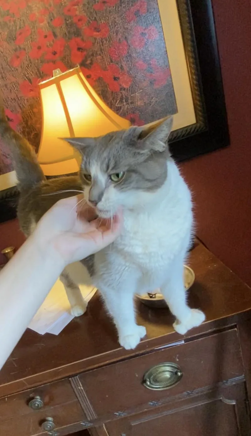 Tuna thumbnail 4