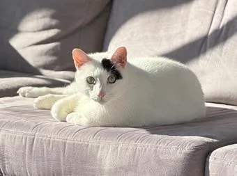 A senior large-sized male White Domestic Short Hair cat named Percy for adoption in San Francisco, CA