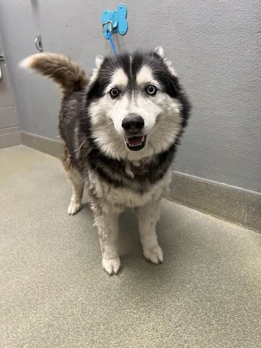 An adult medium-sized female Siberian Husky dog named Cortana for adoption in Las Vegas, NV