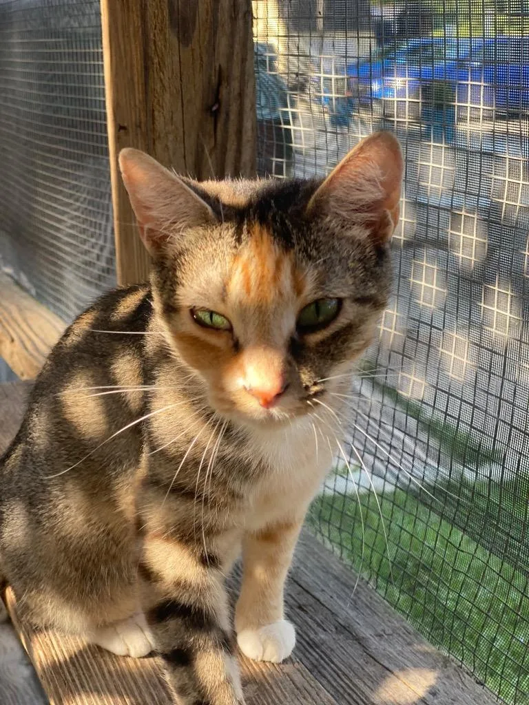 An adult small-sized female Domestic Short Hair cat named Meringue for adoption in Berlin, MD