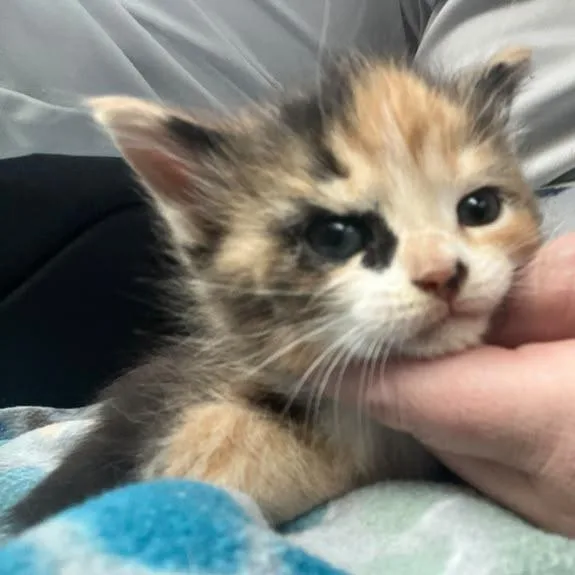 A baby small-sized female Domestic Short Hair cat named Abigail for adoption in Winchester, VA