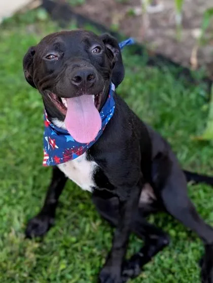 A young medium-sized female Terrier dog named Elle for adoption in Gulfport, MS