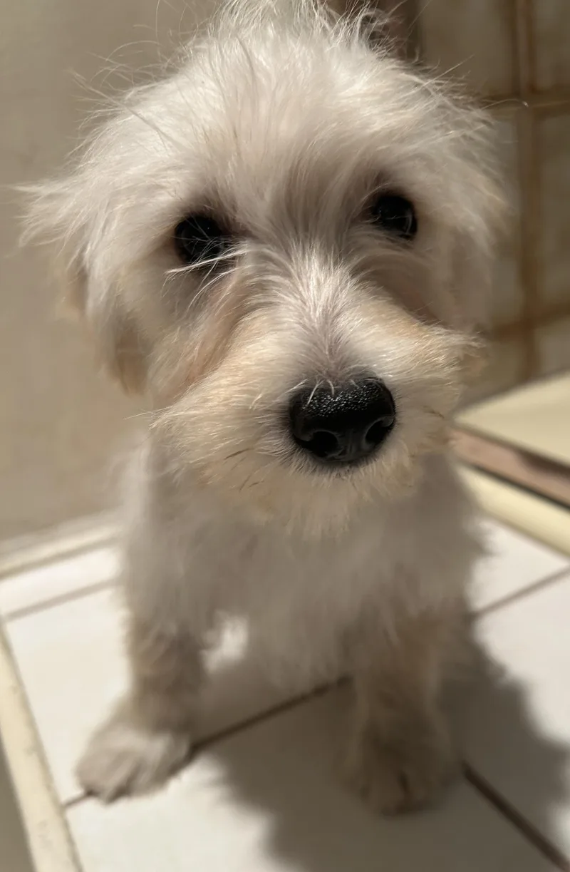 A baby small-sized male Yellow / Tan / Blond / Fawn Miniature Schnauzer dog named Sterling for adoption in El Cajon, CA