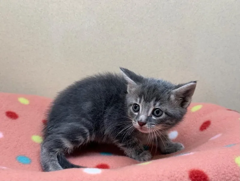 A baby small-sized male Domestic Short Hair cat named Python for adoption in Washington Court House, OH