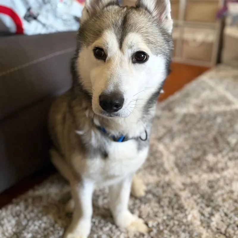 An adult medium-sized male Husky dog named Dutch for adoption in Winston Salem, NC