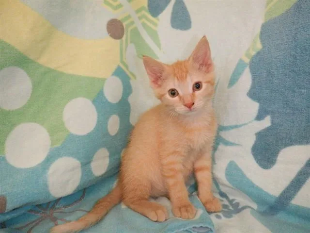 A baby small-sized male Domestic Short Hair cat named Randy for adoption in San Jose, CA
