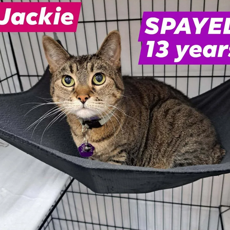 A senior small-sized female Gray / Blue / Silver American Shorthair cat named Jackie for adoption in Spring Hill, KS