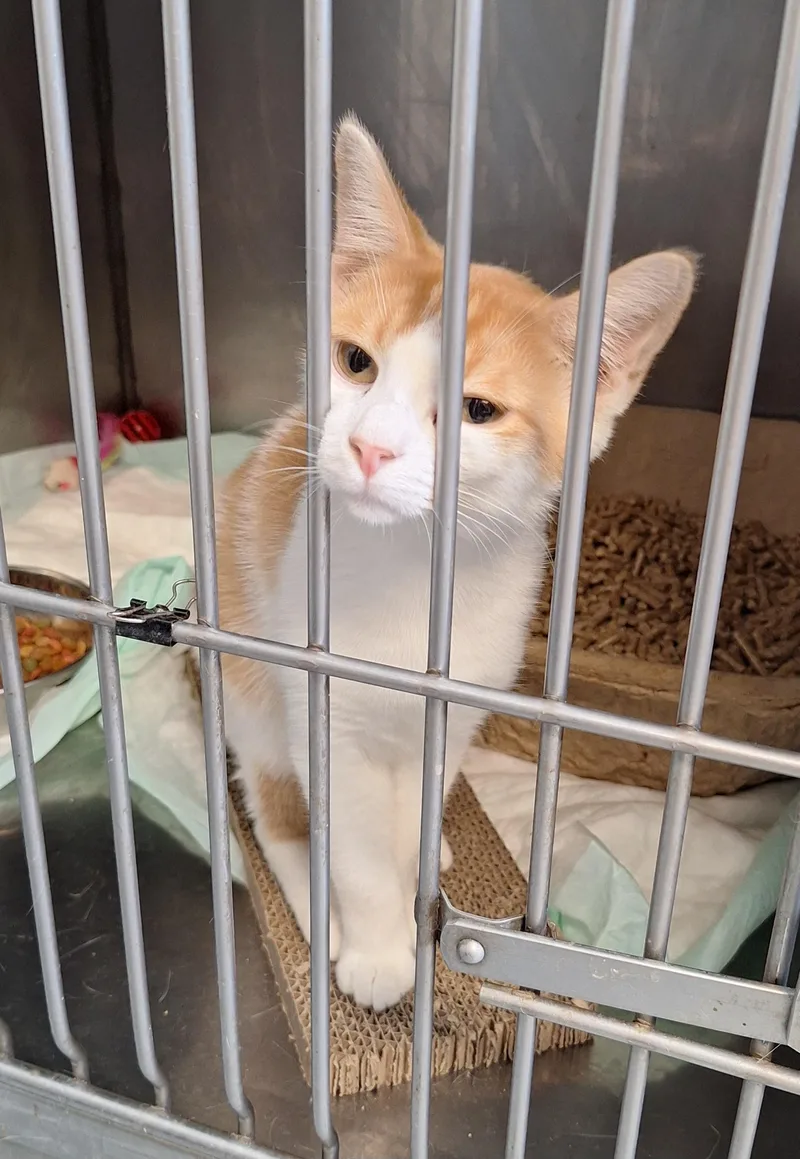 A young medium-sized male Domestic Short Hair cat named Carmel for adoption in Stanton, KY