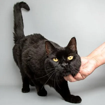 A senior medium-sized male Domestic Short Hair cat named Steven for adoption in Longmont, CO