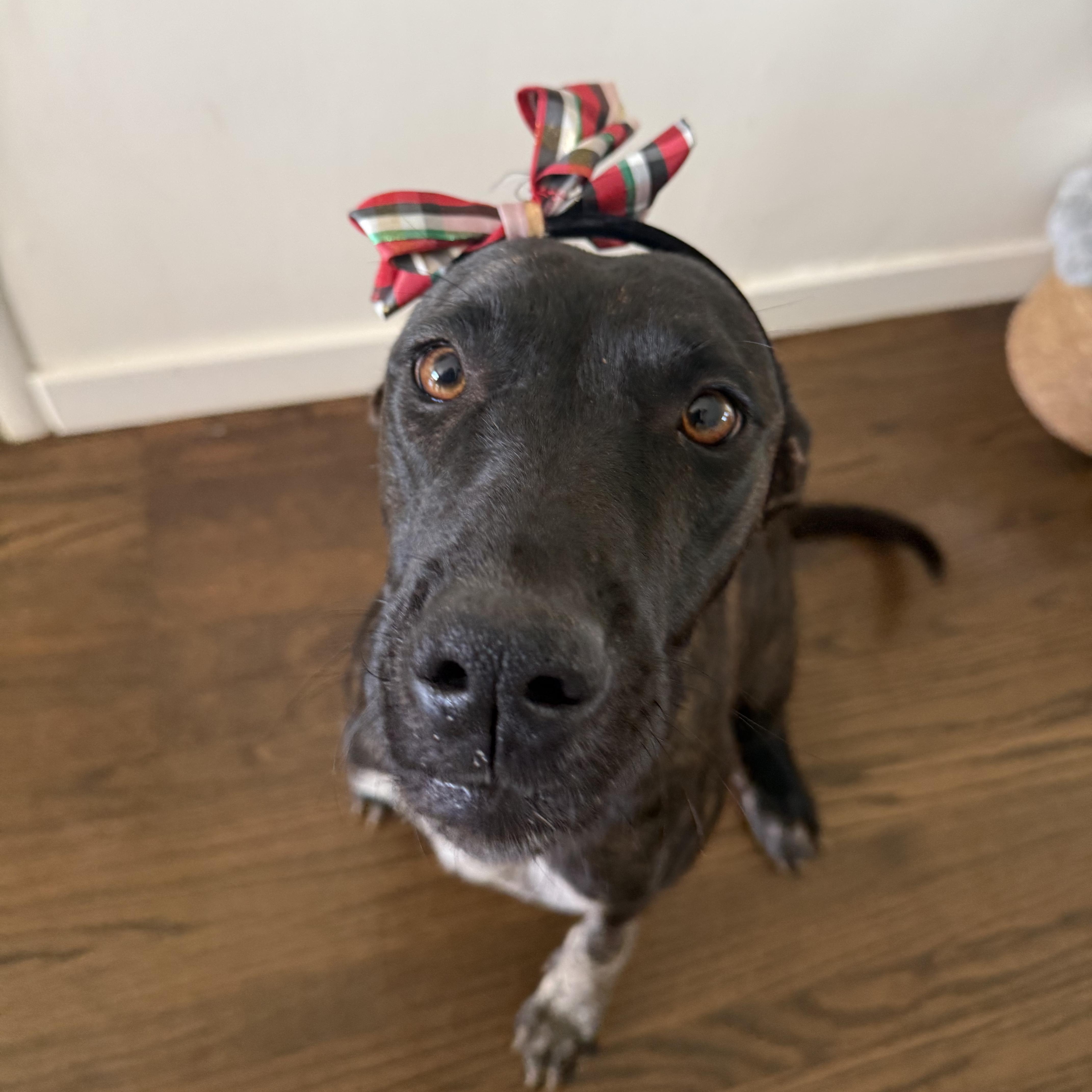 A young medium-sized female German Shorthaired Pointer dog named Odette! for adoption in Trabuco Canyon, CA
