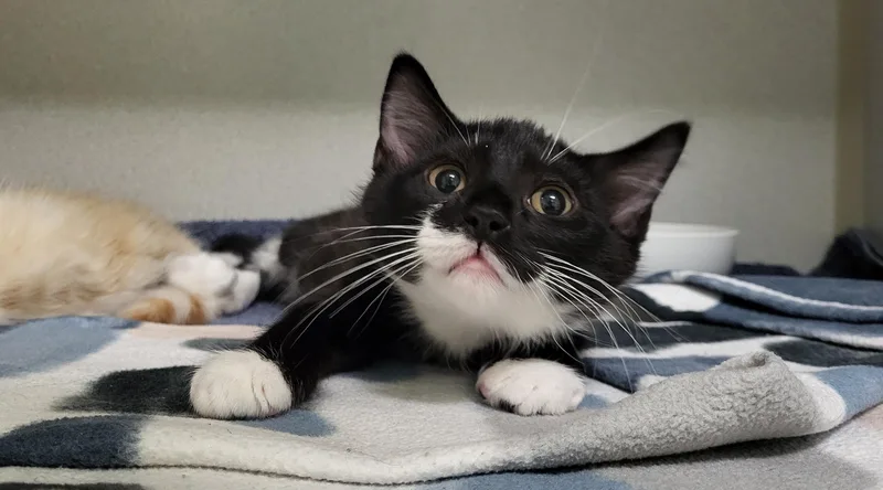 A baby medium-sized male Black & White / Tuxedo Domestic Medium Hair cat named Penguin for adoption in Grayslake, IL