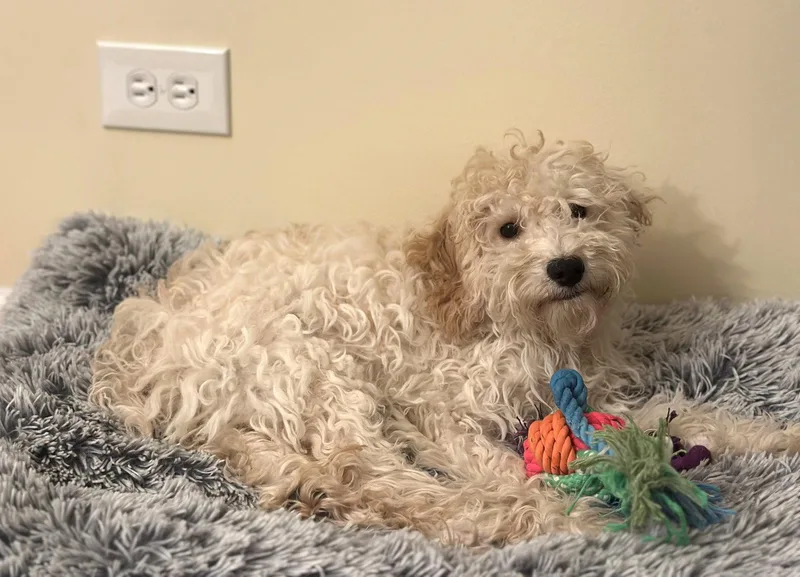 A baby small-sized female Cockapoo dog named Opal for adoption in Wheaton, IL