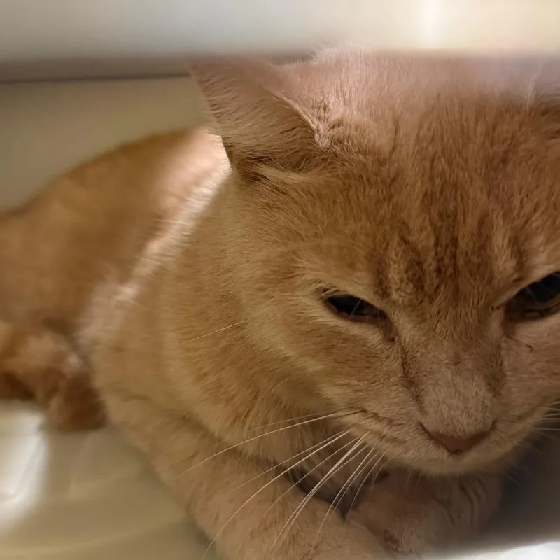 An adult large-sized male Orange / Red Domestic Short Hair cat named Lucky for adoption in Charlottesville, VA