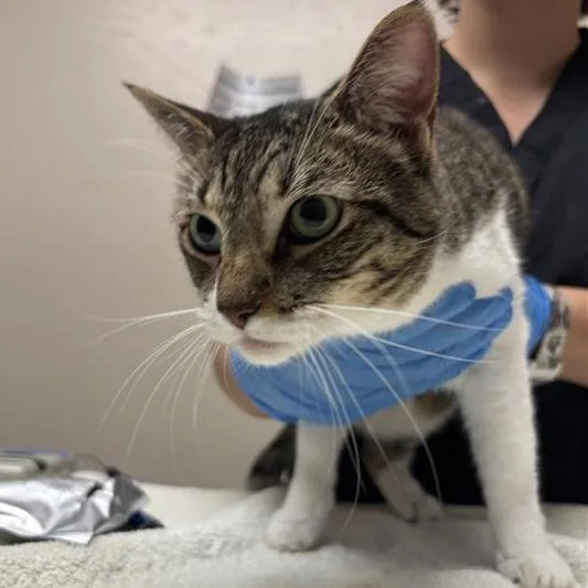 A senior medium-sized female Domestic Short Hair cat named Chiara for adoption in Tempe, AZ