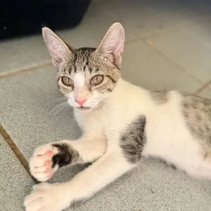 A baby small-sized female Domestic Short Hair cat named Carmen for adoption in Honolulu, HI