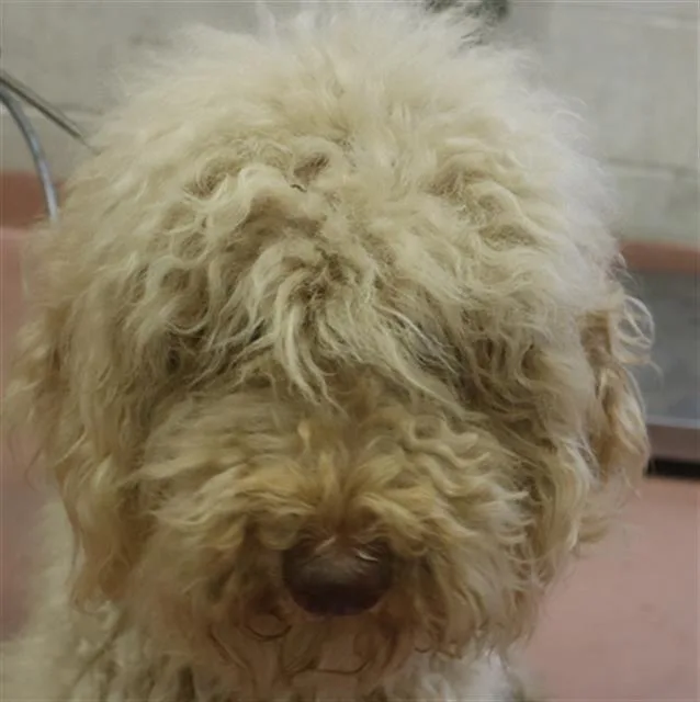 A young large-sized female Mixed Breed dog named Taylor for adoption in Columbia, SC