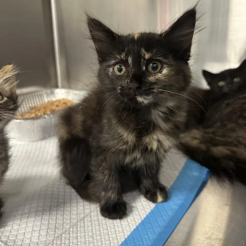 A baby small-sized female Tortoiseshell Domestic Short Hair cat named Sandy for adoption in Greensboro, NC