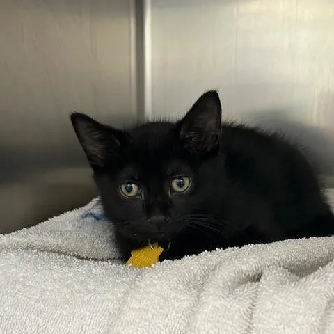A baby small-sized male Black Domestic Short Hair cat named Gaggle for adoption in Springfield, MA