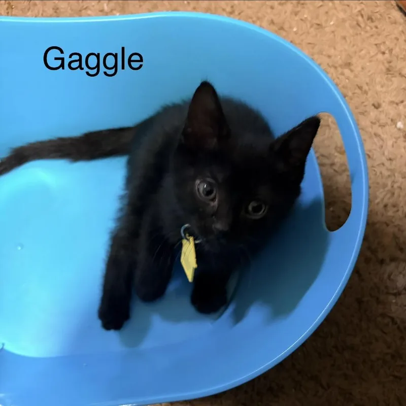 Gaggle thumbnail 2