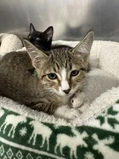A young small-sized female Domestic Short Hair cat named Tavie for adoption in Roseville, CA