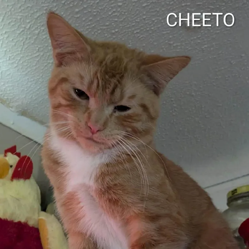 Cheeto