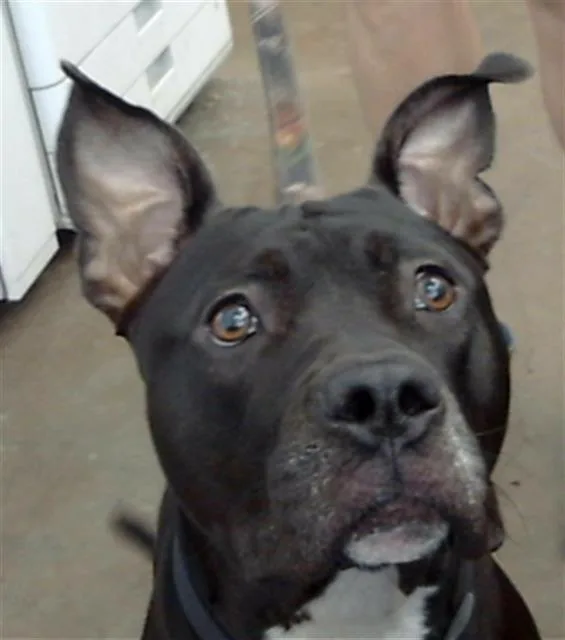 An adult large-sized female Mixed Breed dog named Sooki for adoption in Dallas, TX