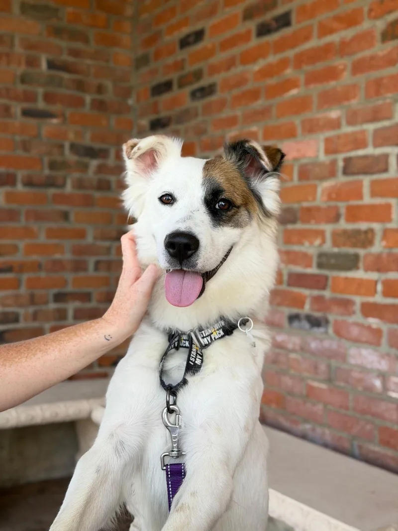 A baby medium-sized female White / Cream Great Pyrenees dog named Ellie for adoption in Los Angeles, CA